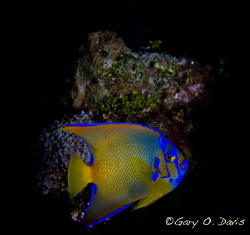 Juvenile Queen Angelfish by Gary. 0 Davis 
